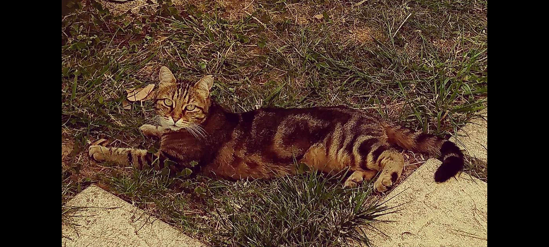 Cahouette participe au concours pour gagner de l'argent avec cette photo : cat, tabby, grass, outdoor, animal, pet, relaxed, lying_down, feline, nature, greenery, whiskers, tail, daylight, curious, mammal, resting, ground, patterned_fur, concrete
