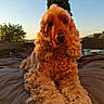 Tobby a rejoint le concours — aidez-le/la à gagner de superbes lots ! dog, golden_retriever, curly_fur, outdoor, sunset, cushion, garden, relaxed, pet, canine, nature, sunlight, portrait, animal, fur, daylight, bench, tree, grass, peaceful