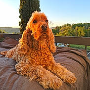 Tobby participe au concours pour gagner de l'argent avec cette photo : dog, golden_hour, outdoor, bench, cushion, curly_fur, sunlight, landscape, trees, hill, pet, relaxing, animal, nature, daylight, portrait, fluffy, canine, resting, fence