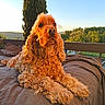 dog, golden_hour, outdoor, bench, cushion, curly_fur, sunlight, landscape, trees, hill, pet, relaxing, animal, nature, daylight, portrait, fluffy, canine, resting, fence