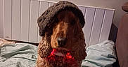 Tobby a rejoint le concours — aidez-le/la à gagner de superbes lots ! dog, curly_hair, bed, blanket, hat, collar, indoor, pet, brown_dog, furniture, cozy, cute, animal, canine, resting, portrait, warm, domestic, companion, relaxed