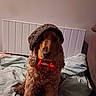 dog, curly_hair, bed, blanket, hat, collar, indoor, pet, brown_dog, furniture, cozy, cute, animal, canine, resting, portrait, warm, domestic, companion, relaxed
