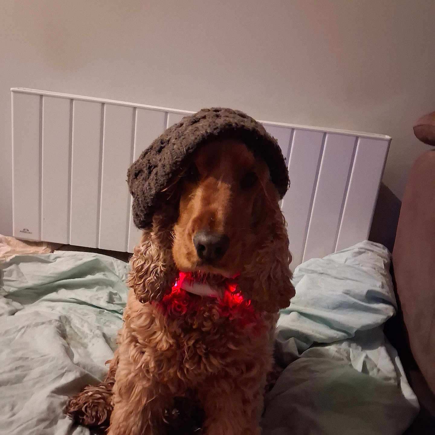 Tobby a rejoint le concours — aidez-le/la à gagner de superbes lots ! dog, curly_hair, bed, blanket, hat, collar, indoor, pet, brown_dog, furniture, cozy, cute, animal, canine, resting, portrait, warm, domestic, companion, relaxed