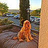 Tobby participe au concours pour gagner de l'argent avec cette photo : dog, golden_hour, outdoor, pet, cushion, bed, balcony, tree, car, parking_lot, sunlight, nature, greenery, lamp_post, fence, relaxing, fluffy, golden_retriever, animal, summer