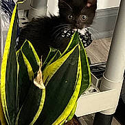 Lapew Pepe is registered to the contest to win money with this photo: agavaceae, aloe, animal, bird, blackbird, blackcat, cat, flower, herbal, herbs, jar, kitten, leaf, manx, pet, plant, planter, pottedplant, pottery, vase