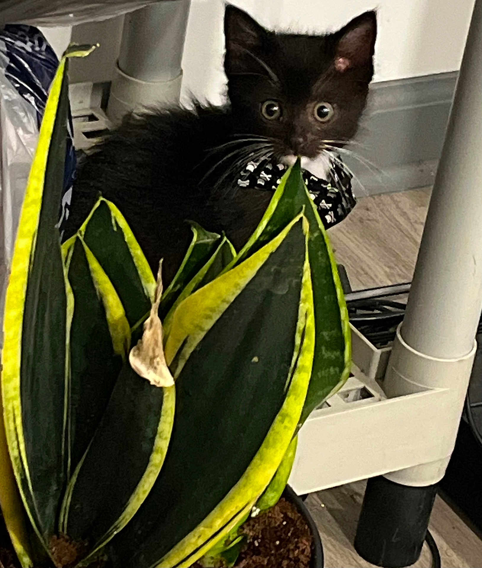 Lapew Pepe is registered to the contest to win money with this photo: agavaceae, aloe, animal, bird, blackbird, blackcat, cat, flower, herbal, herbs, jar, kitten, leaf, manx, pet, plant, planter, pottedplant, pottery, vase