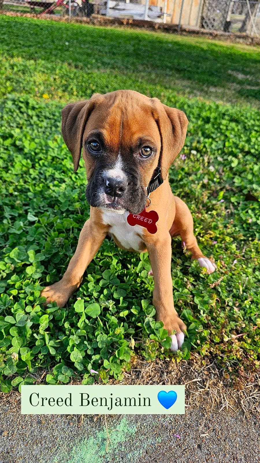 Creed joined the competition — help win amazing prizes! ancient_dog_breeds, boxer, canidae, carnivore, companion_dog, dog, dog_breed, fawn, garden, grass, groundcover, guard_dog, molosser, non_sporting_group, plant, snout, soil, sporting_group, working_animal, working_dog