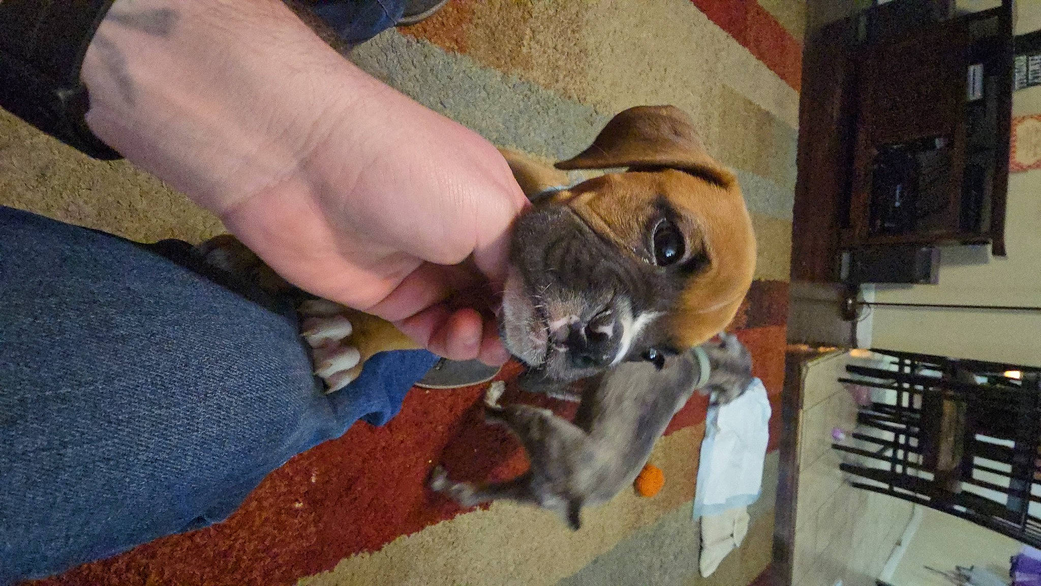 Creed is registered to the contest to win money with this photo: canidae, carnivore, collar, companion_dog, dog, dog_breed, fawn, fur, hat, nail, non_sporting_group, pet_supply, snout, sporting_group, toy_dog, working_animal, wrinkle, wrist