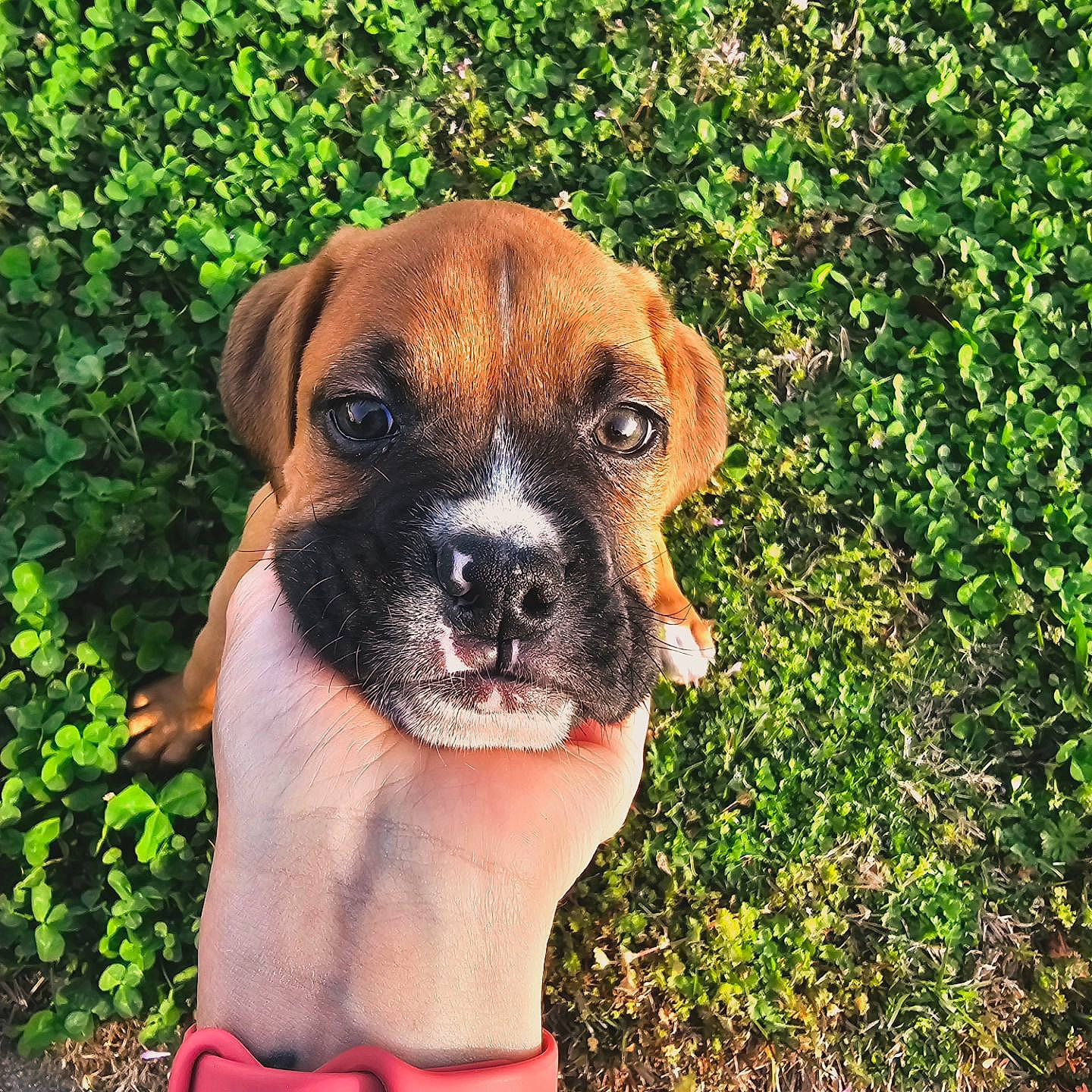 Creed joined the competition — help win amazing prizes! boxer, canidae, carnivore, collar, companion_dog, dog, dog_breed, dog_collar, fawn, grass, liver, molosser, plant, puggle, snout, sporting_group, terrestrial_animal, whiskers, working_animal, working_dog