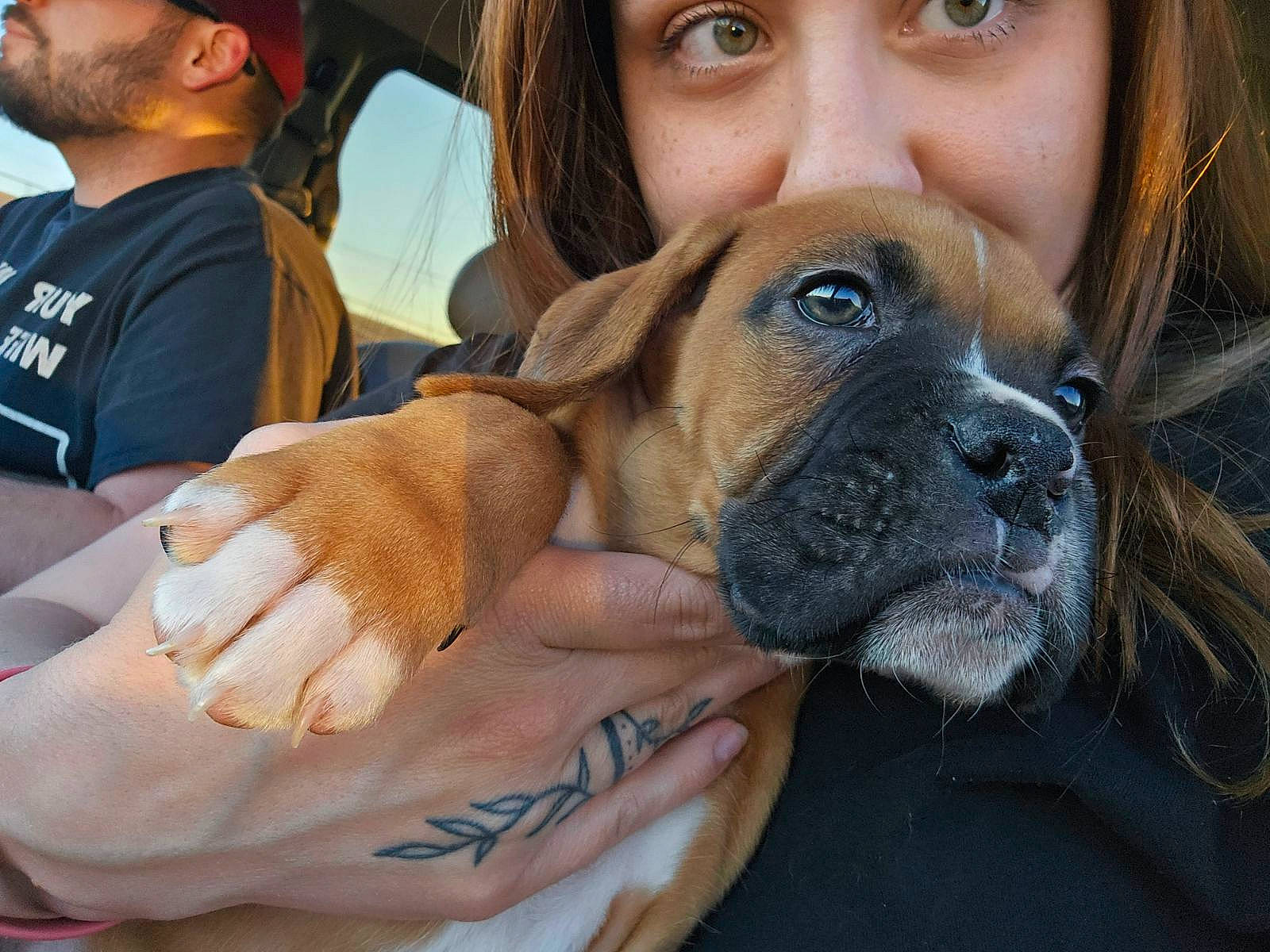 Creed joined the competition — help win amazing prizes! baseball_cap, beard, boxer, canidae, carnivore, companion_dog, dog, dog_breed, face, fawn, guard_dog, hat, molosser, non_sporting_group, snout, sporting_group, t_shirt, working_animal, working_dog, wrinkle