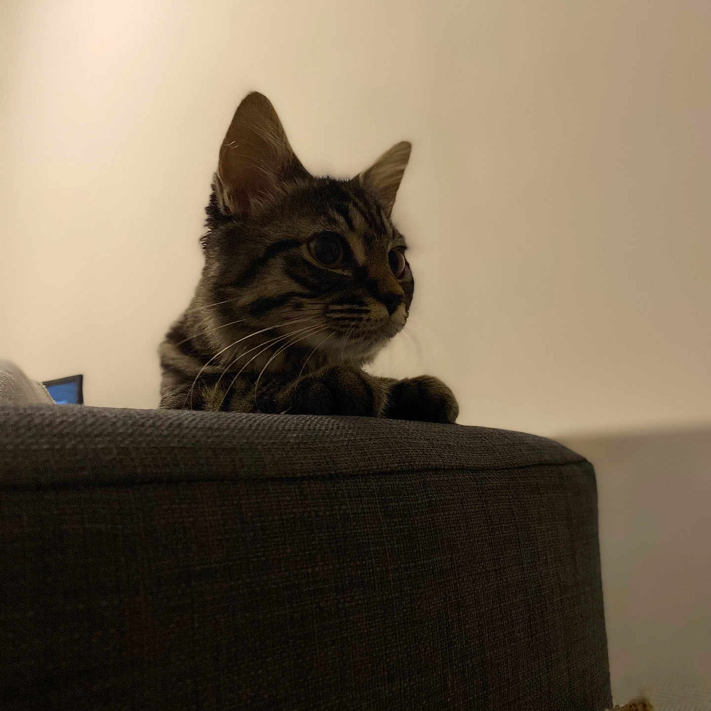 Virgule a rejoint le concours — aidez-le/la à gagner de superbes lots ! abyssinian, animal, architecture, armchair, building, cat, chair, couch, cushion, furniture, hardwood, homedecor, indoors, kitten, livingroom, manx, pet, room, wood