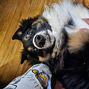 Noah is registered to the contest to win money with this photo: dog, pet, black_dog, tan_fur, fluffy, wooden_floor, playful, lying_down, looking_up, person, arm, cartoon_print, sleeve, indoor, close_up, cute, animal, companion, fun, interaction