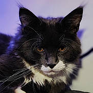 Loki participe au concours pour gagner de l'argent avec cette photo : cat, black_and_white, whiskers, fur, ears, golden_eyes, paw, close_up, indoor, pet, animal, portrait, feline, relaxed, soft_light, background_blur, cozy, resting, cute, mammal