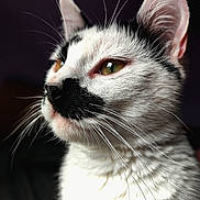 Fart participe au concours pour gagner de l'argent avec cette photo : abyssinian, angora, animal, cat, kitten, manx, pet, siamese