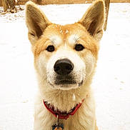 Koto joined the competition — help win amazing prizes!