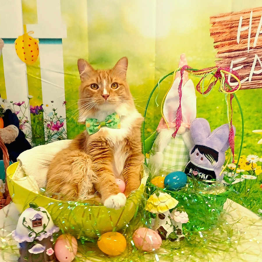 Tony Tortellini joined the competition — help win amazing prizes! accessories, animal, basket, cat, child, daisy, face, female, flower, flowerarrangement, flowerbouquet, formalwear, girl, kitten, people, person, pet, petal, plant, tie