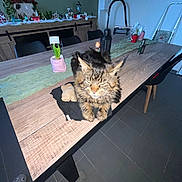 Ulys participe au concours pour gagner de l'argent avec cette photo : black_cloth, candle, cat, chair, cloth, cozy, decorations, dining_room, floor, furniture, indoor, lantern, pet, plant, potted_plant, tabby, table, tile_floor, vacuum_cleaner, wooden_table