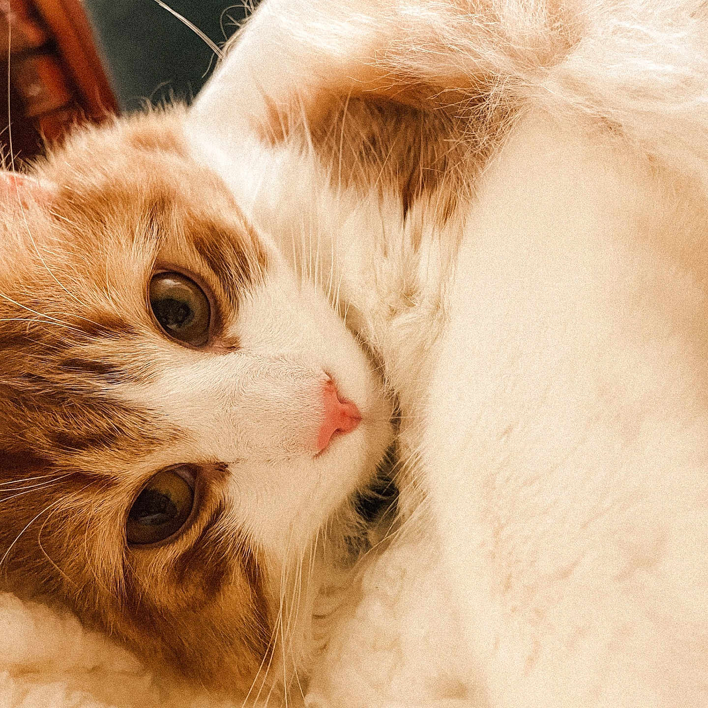 Winston joined the competition — help win amazing prizes! animal, cat, close_up, cozy, curious_eyes, cute, feline, fluffy, indoor, orange_cat, pet, pink_nose, portrait, relaxed, sleepy, snuggled, soft_texture, warm, whiskers, white_fur