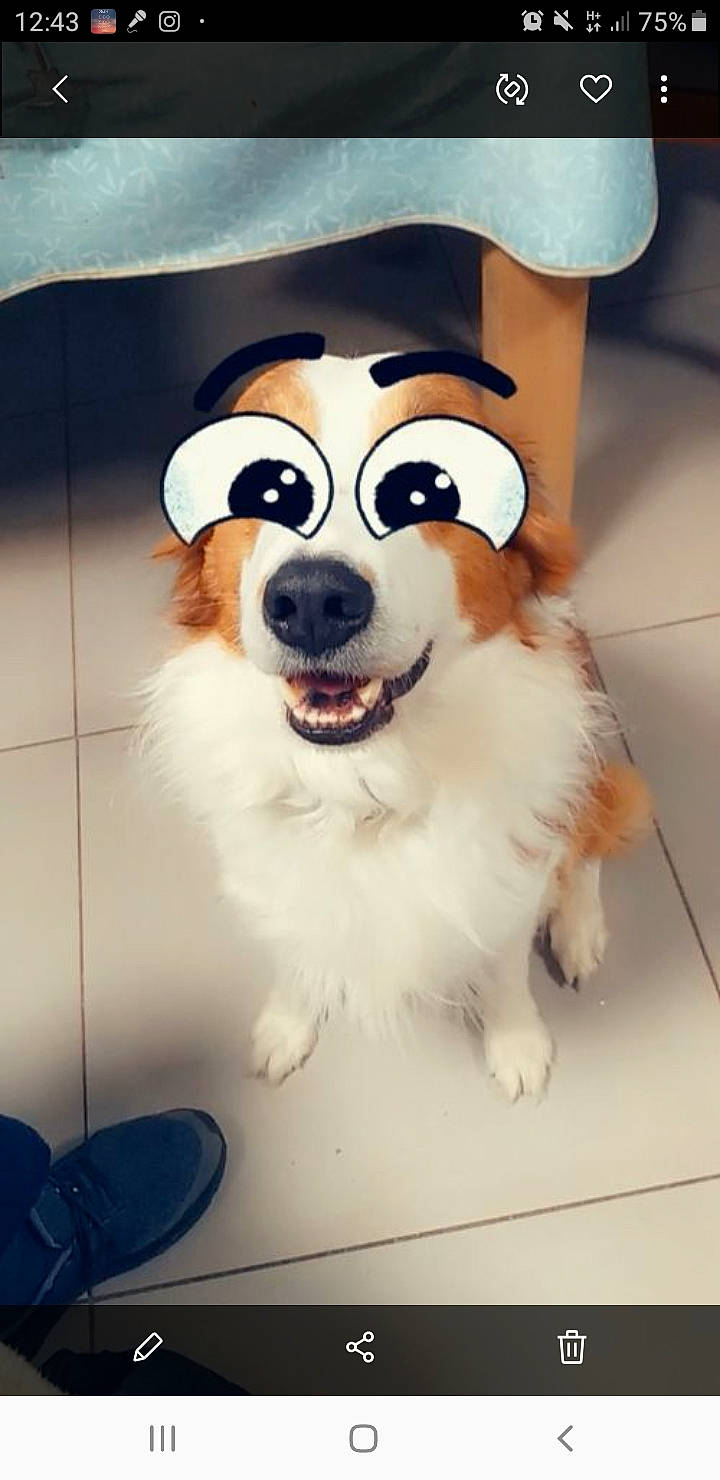 Iwokk participe au concours pour gagner de l'argent avec cette photo : australian_shepherd, canidae, cardigan_welsh_corgi, carnivore, companion_dog, dog, dog_breed, fur, nose, pembroke_welsh_corgi, puppy, snout, sporting_group, welsh_corgi