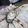 animal, blanket, cat, comfort, couch, cozy, curious, cute, feline, fur, indoor, kitten, living_room, pet, resting, small, soft, tabby, texture, young