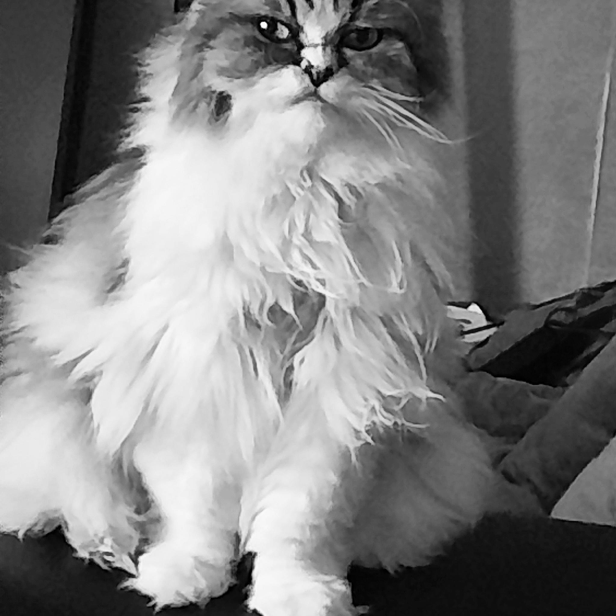 Chipie participe au concours pour gagner de l'argent avec cette photo : british_longhair, carnivore, cat, comfort, event, felidae, fur, monochrome, monochrome_photography, natural_material, persian, small_to_medium_sized_cats, snout, tail, whiskers