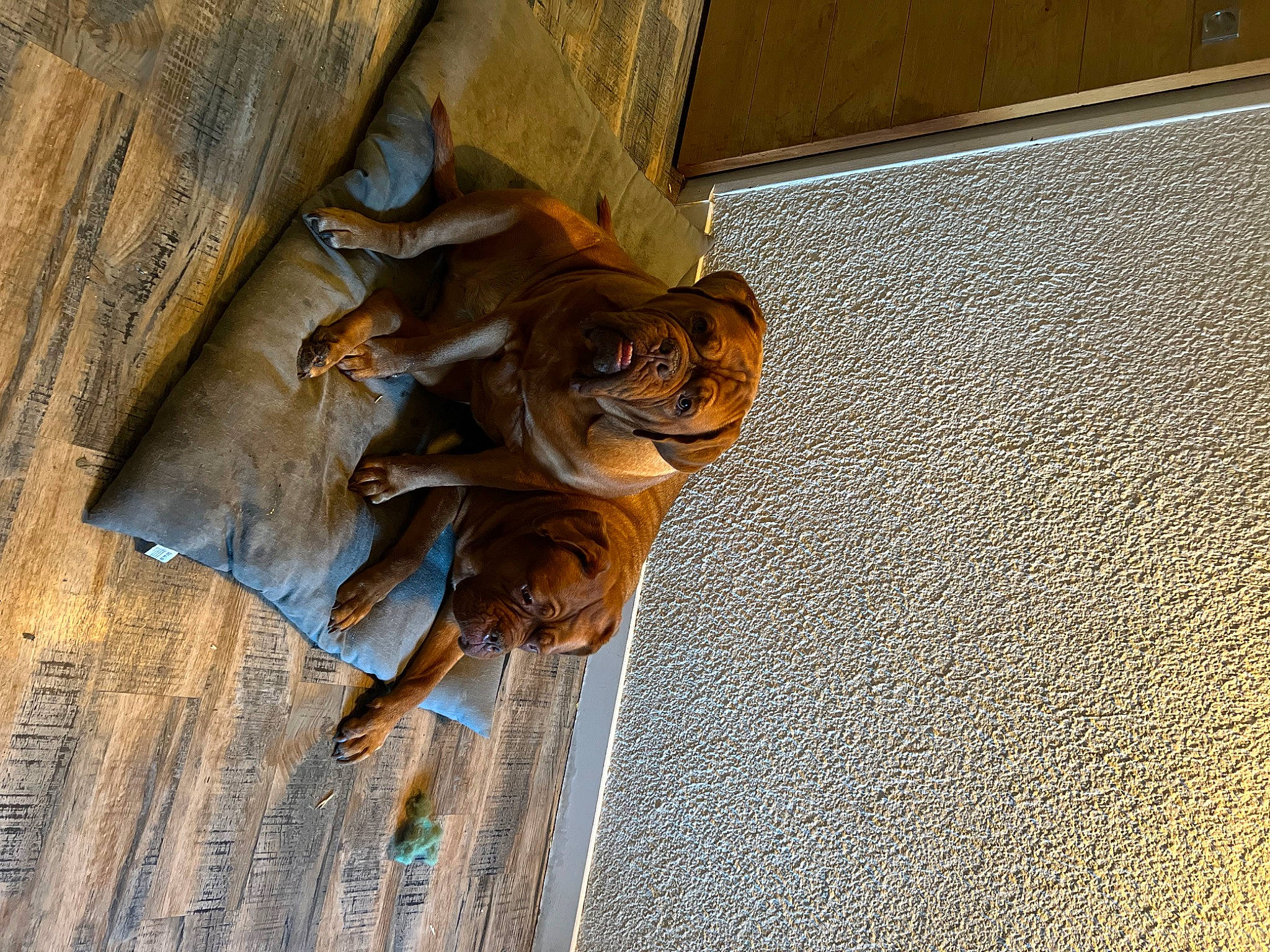 Malice participe au concours pour gagner de l'argent avec cette photo : auto_part, bronze, carving, ceiling, concrete, door, door_handle, facade, flooring, hardwood, metal, molding, pattern, sculpture, symbol, wood, wood_stain