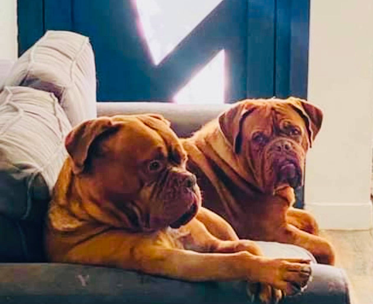 Malice participe au concours pour gagner de l'argent avec cette photo : bored, bulldog, canidae, carnivore, comfort, companion_dog, dog, dog_breed, dog_supply, fawn, floor, flooring, hardwood, non_sporting_group, snout, sporting_group, white_english_bulldog, wood, working_dog, wrinkle