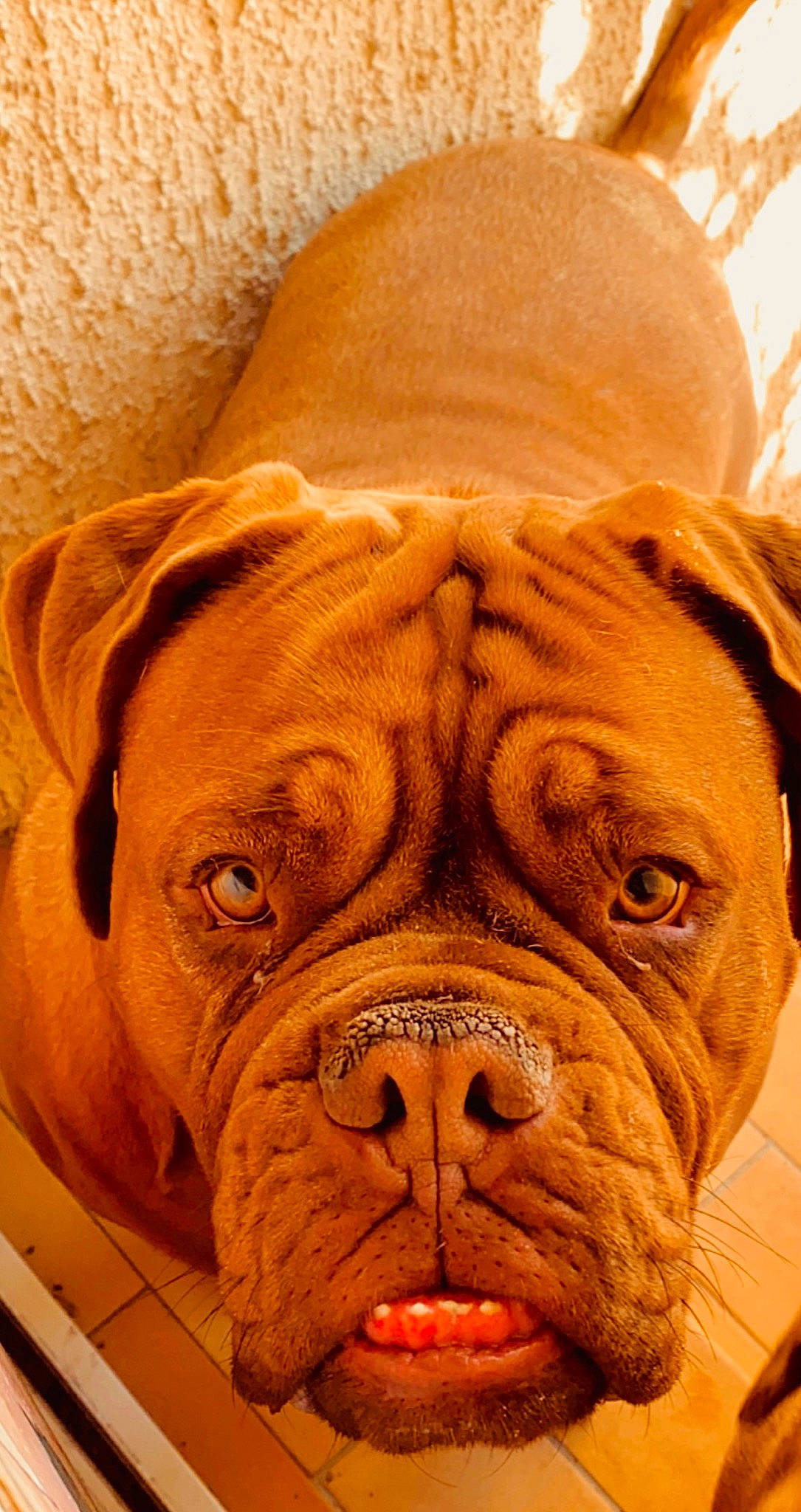 Malice a rejoint le concours — aidez-le/la à gagner de superbes lots ! art, bulldog, carnivore, comfort, companion_dog, dog, dog_breed, fawn, liver, mammal, molosser, peach, snout, sporting_group, symmetry, terrestrial_animal, whiskers, wood, working_animal, wrinkle