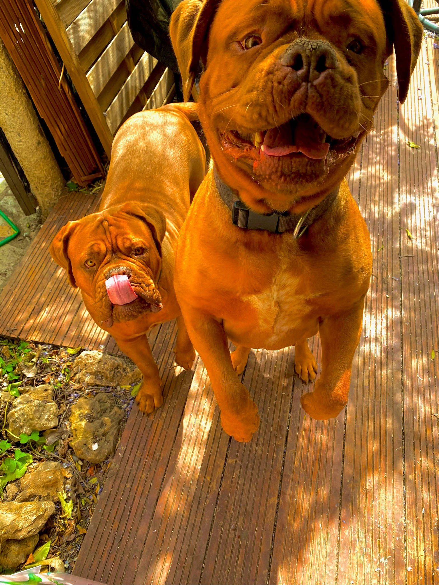 Malice a rejoint le concours — aidez-le/la à gagner de superbes lots ! bulldog, canidae, carnivore, collar, companion_dog, dog, dog_breed, dog_collar, fawn, flooring, mammal, orange, plant, shar_pei, snout, sporting_group, window, wood, working_animal, wrinkle