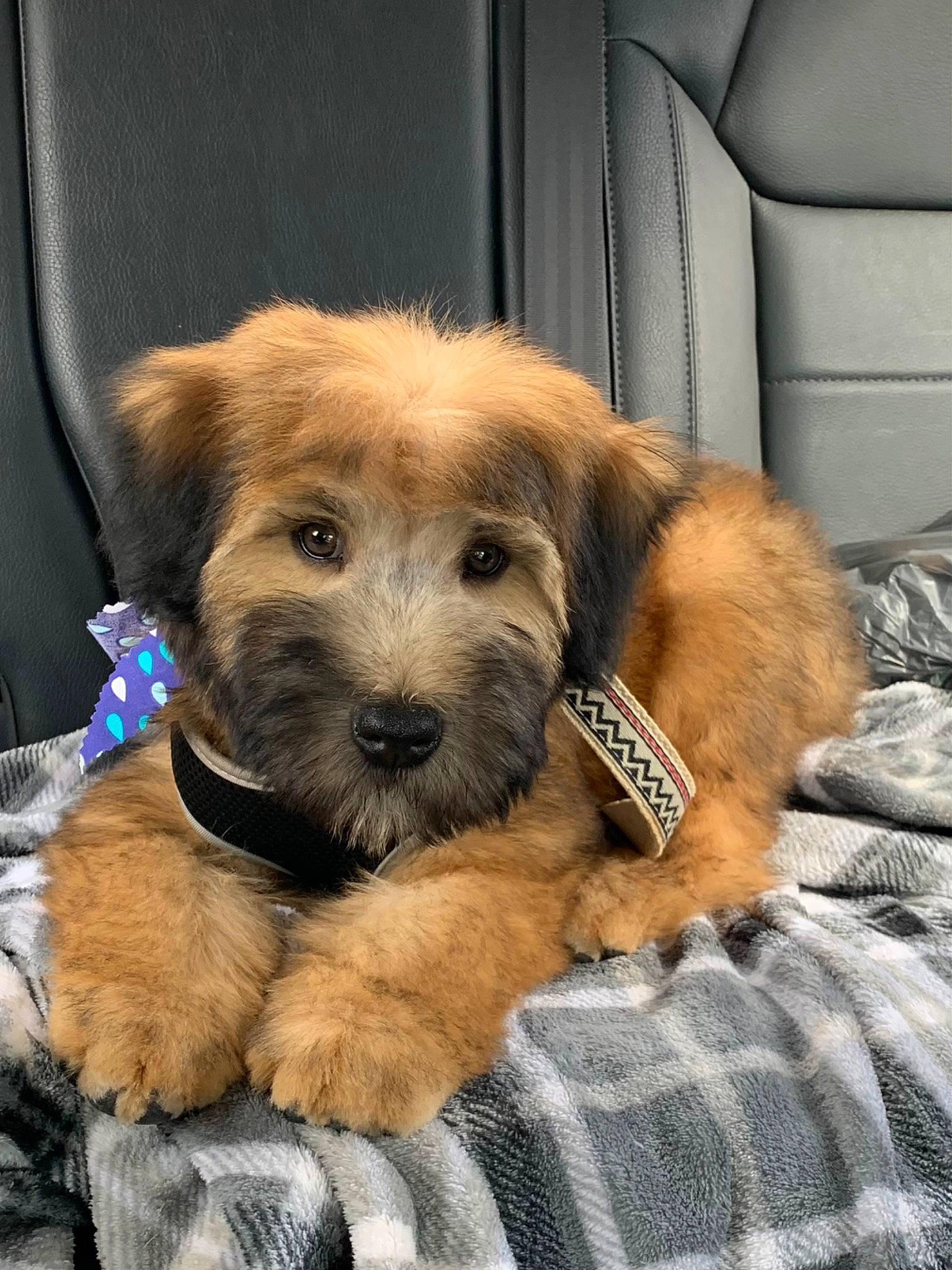 Riley joined the competition — help win amazing prizes! canidae, carnivore, comfort, companion_dog, dog, dog_breed, dog_supply, fawn, fur, liver, puppy, radio, small_terrier, snout, sporting_group, terrestrial_animal, terrier, working_animal, working_terrier