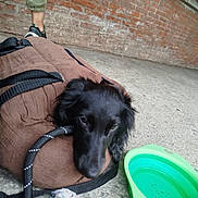 Asuka a rejoint le concours — aidez-le/la à gagner de superbes lots ! dog, black_dog, bag, brown_bag, green_bowl, dog_food, concrete_floor, brick_wall, person, legs, shoe, rope_toy, pet, resting, animal, indoor, leash, closeup, side_view, casual