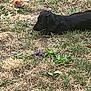 Asuka a rejoint le concours — aidez-le/la à gagner de superbes lots ! dog, black_dog, grass, dry_grass, ball, outdoor, pet, animal, laying_down, nature, yard, greenery, flower, purple_flower, play, focus, quiet, daytime, canine, toy