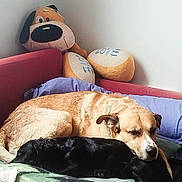 Sigmar participe au concours pour gagner de l'argent avec cette photo : dog, puppy, bed, blanket, pillow, stuffed_toy, love, sleeping, resting, cozy, indoor, animal, pet, fur, cute, relaxing, snuggling, canine, companion, comfort