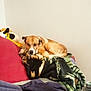 dog, blanket, couch, indoor, sleeping, brown_dog, furniture, pillow, resting, pet, cozy, cute, animal, domestic_animal, relaxation, soft, warm, home, comfort, casual