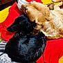 dog, sleeping, snuggling, blanket, red, brown_dog, black_dog, pet, cozy, indoor, resting, fur, animal, companion, cute, relaxing, friendship, laying, domestic, warm