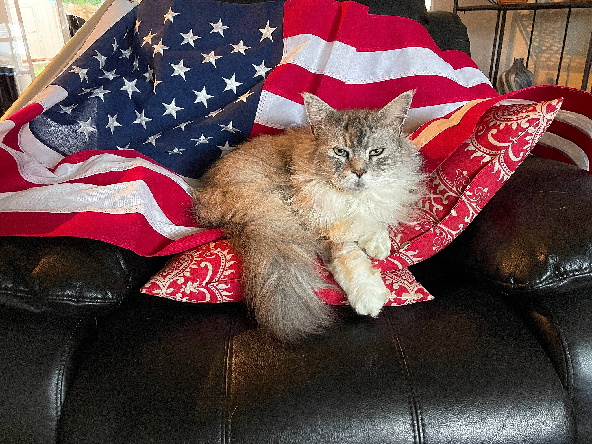Tiger joined the competition — help win amazing prizes! bag, box, carnivore, cat, claw, comfort, couch, domestic_short_haired_cat, fashion_accessory, fawn, felidae, flag, flag_day_usa, flag_of_the_united_states, fur, lap, paw, plant, small_to_medium_sized_cats, whiskers