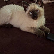 Tibby joined the competition — help win amazing prizes! kitten, cat, siamese_cat, pet, animal, feline, cute, indoor, resting, curious, fur, whiskers, ears, paws, blanket, brown, cream, soft, young, domestic_cat