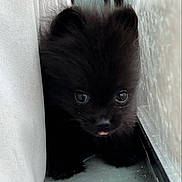Lobita joined the competition — help win amazing prizes! adorable, animal, black_fur, closeup, curious, curtain, cute, dog, eyes, face, fluffy, fur, hide, indoor, pet, puppy, small, tongue_out, window, young