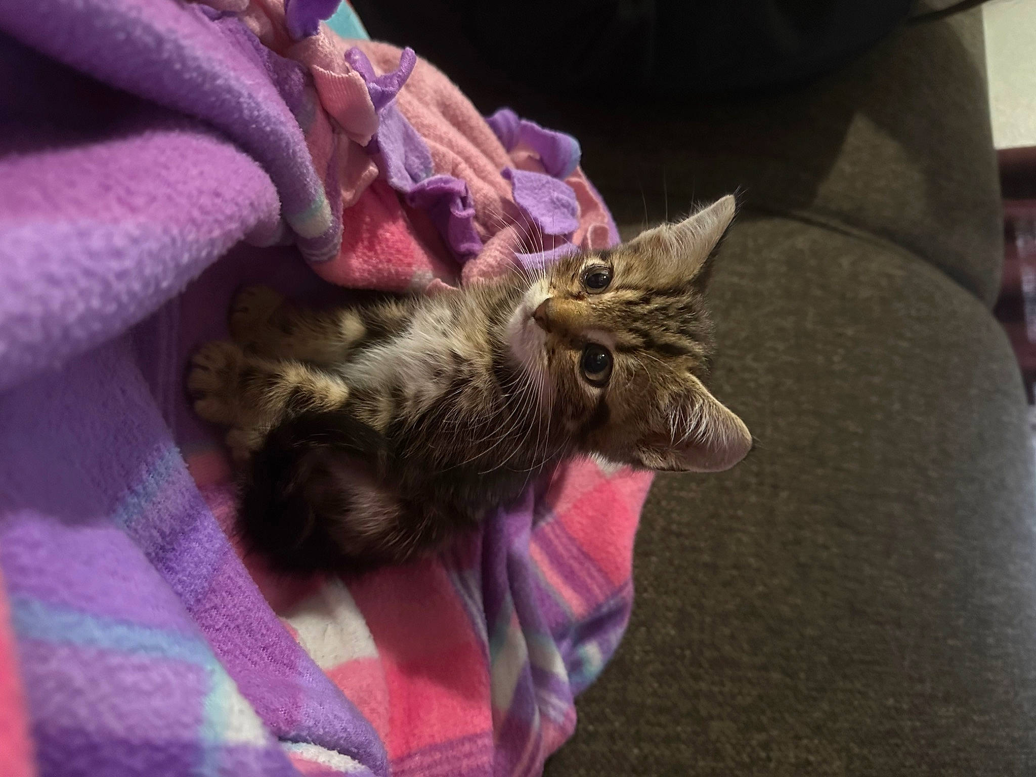 Tigger is registered to the contest to win money with this photo: carnivore, cat, claw, comfort, domestic_short_haired_cat, ear, fawn, felidae, fur, linens, magenta, pink, purple, small_to_medium_sized_cats, textile, whiskers