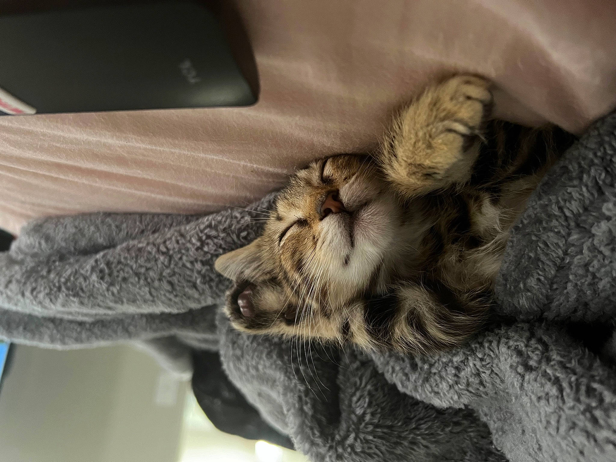 Tigger is registered to the contest to win money with this photo: carnivore, cat, claw, comfort, domestic_short_haired_cat, felidae, fur, gesture, grey, linens, nap, paw, small_to_medium_sized_cats, snout, tail, vehicle_door, whiskers, window, wood, wrinkle