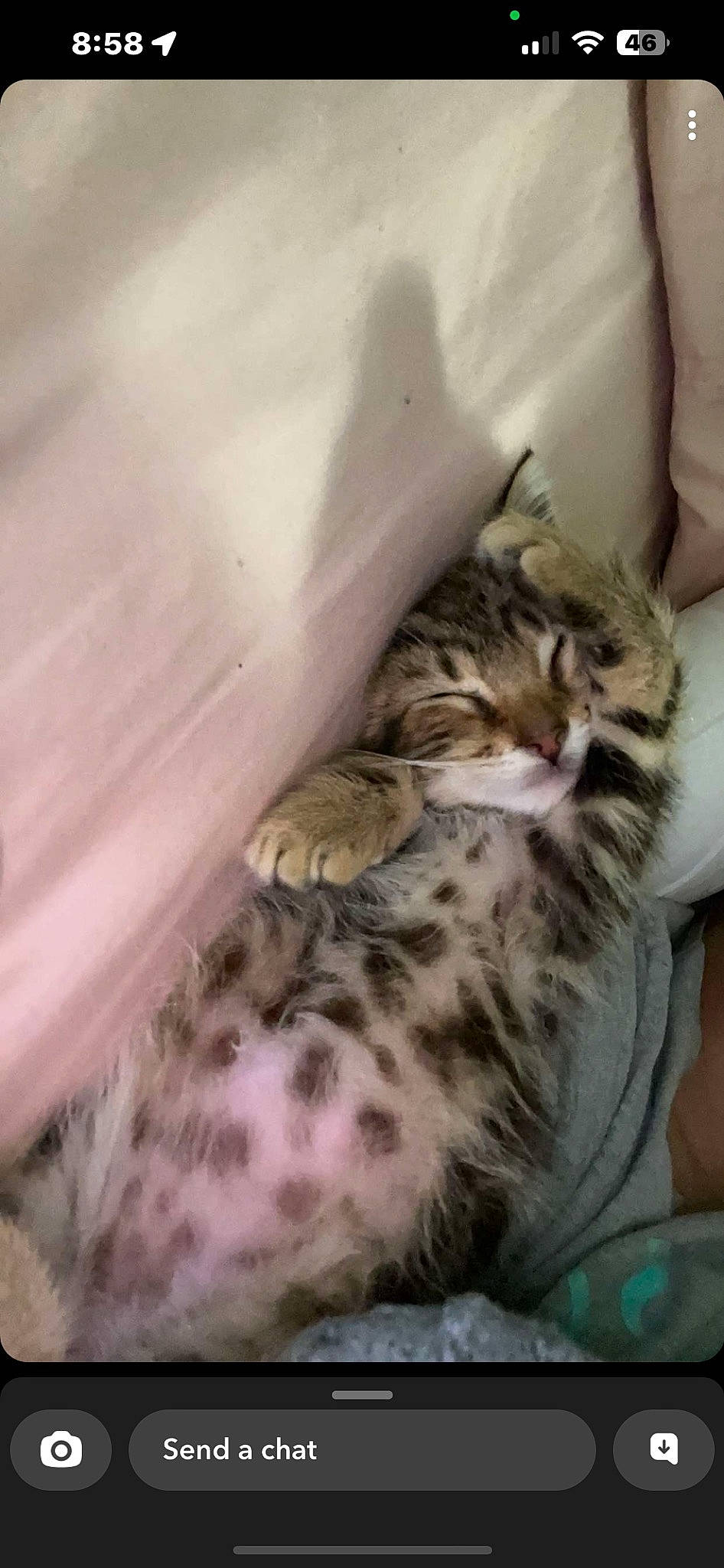 Tigger joined the competition — help win amazing prizes! big_cats, carnivore, cat, claw, comfort, domestic_short_haired_cat, fawn, felidae, fur, leopard, paw, small_to_medium_sized_cats, snout, terrestrial_animal, whiskers