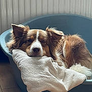 Lilo a rejoint le concours — aidez-le/la à gagner de superbes lots ! animal, blanket, brown, canine, comfort, cozy, cute, dog, ears, floor, fur, household, indoor, laying_down, pet_bed, portrait, relaxed, resting, sleepy, white