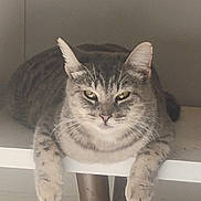 Little Bit joined the competition — help win amazing prizes! animal, cat, cute, domestic, ears, eyes, face, feline, fur, gray, indoor, looking, mammal, paws, pet, relaxed, resting, shelf, tabby, whiskers