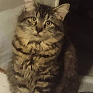 Fuzzes joined the competition — help win amazing prizes! animal, cat, closeup, curious, cute, domestic, ears, eyes, face, feline, fluffy, fur, fuzzy, indoor, mammal, pet, portrait, sitting, tabby, whiskers