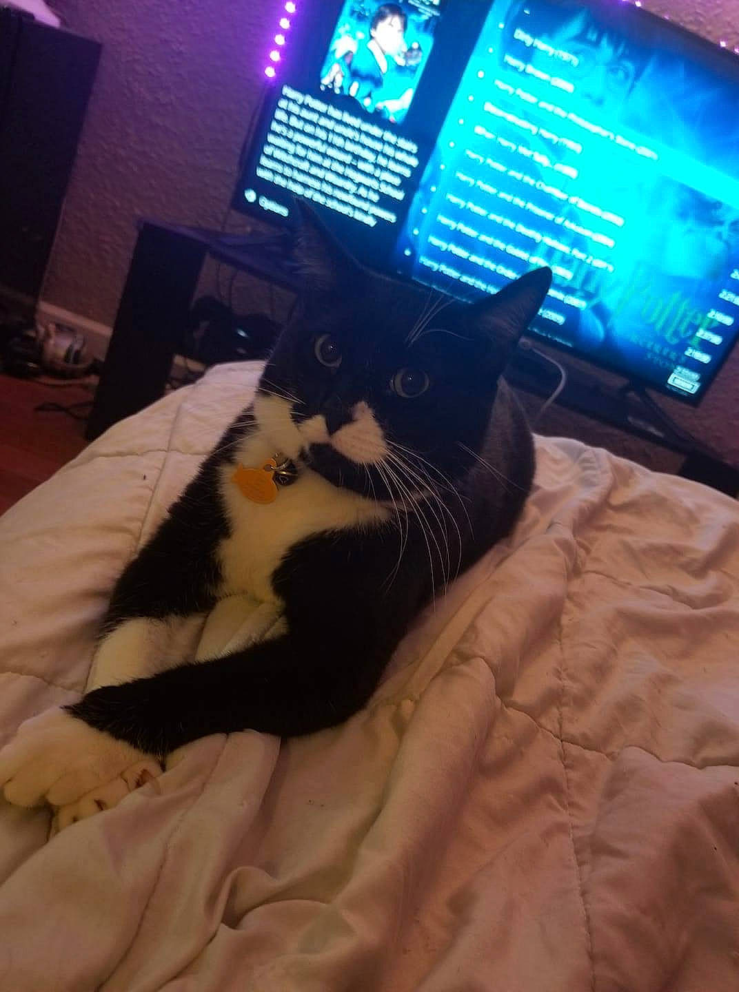 Jazz is registered to the contest to win money with this photo: carnivore, cat, computer, computer_accessory, computer_hardware, display_device, electronic_device, felidae, flat_panel_display, fur, led_backlit_lcd_display, linens, personal_computer_hardware, room, small_to_medium_sized_cats, television, television_accessory, television_set, vertebrate, whiskers