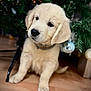 puppy, dog, golden_retriever, christmas_tree, ornament, floor, indoor, pet, cute, fur, canine, holiday, festive, greenery, collar, animal, young, sitting, adorable, domestic