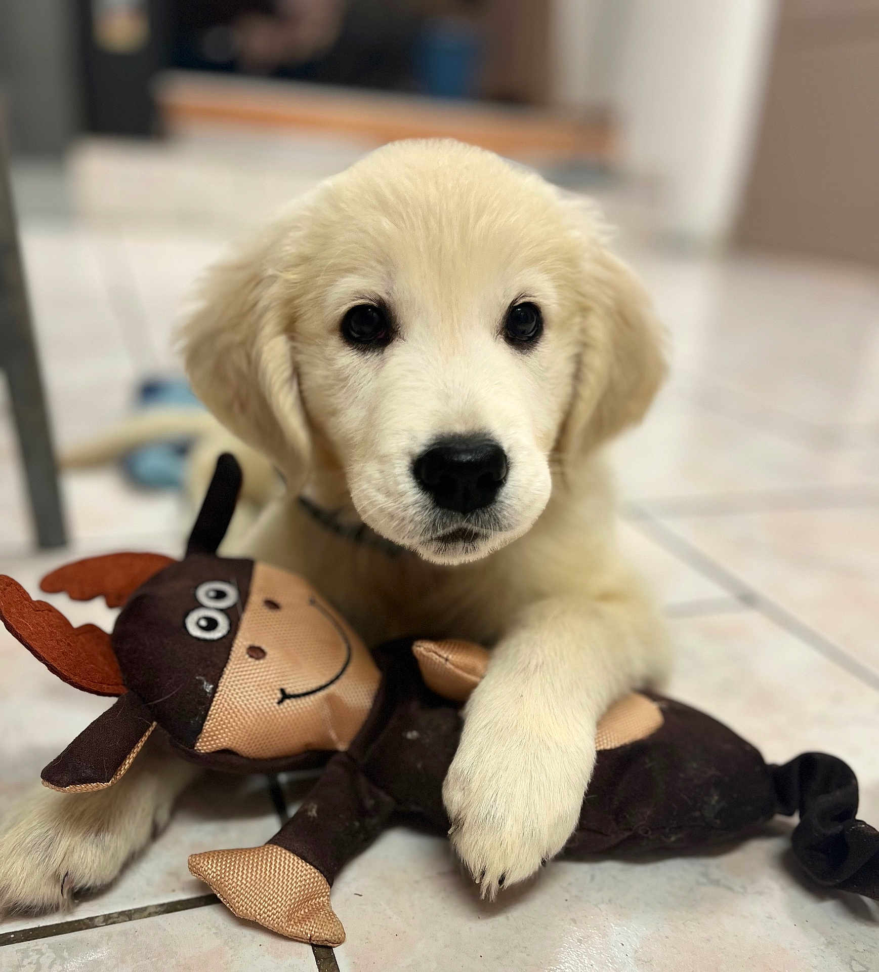 Astra a rejoint le concours — aidez-le/la à gagner de superbes lots ! puppy, golden_retriever, dog, toy, plush_toy, moose_toy, floor, tile_floor, indoor, pet, cute, animal, young_dog, paw, lying_down, playful, close_up, fur, black_nose, big_eyes