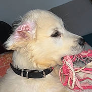 Astra participe au concours pour gagner de l'argent avec cette photo : puppy, dog, collar, rope_toy, indoor, playing, chewing, light_fur, cute, pet, animal, closeup, side_view, blanket, couch, fur, young_dog, domestic_animal, snout, ear