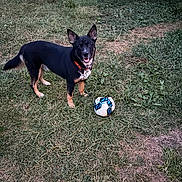 Roscoe joined the competition — help win amazing prizes! animal, black_dog, canine, collar, daylight, dog, ears, field, friendly, fur, grass, mouth_open, nature, outdoor, pet, playful, soccer_ball, sport, standing, toy