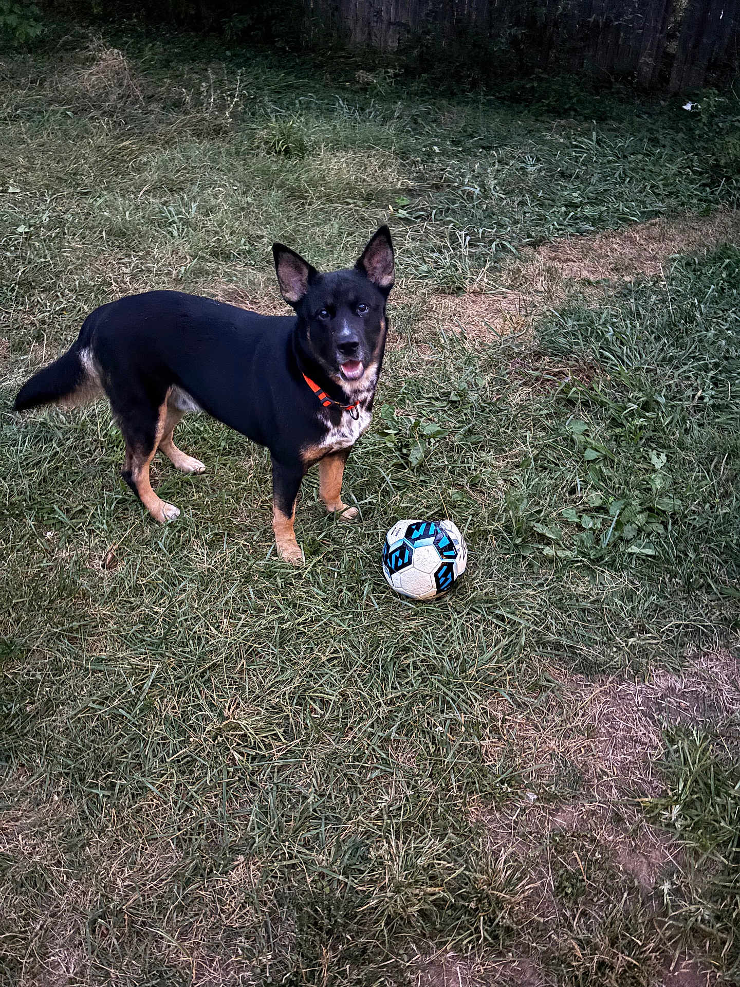 Roscoe